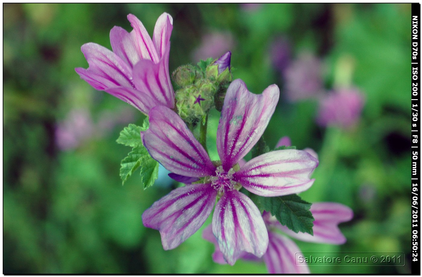 Fiori, naturalmente...  spontanei